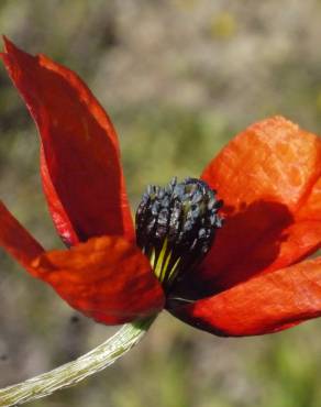 Fotografia 12 da espécie Papaver argemone no Jardim Botânico UTAD