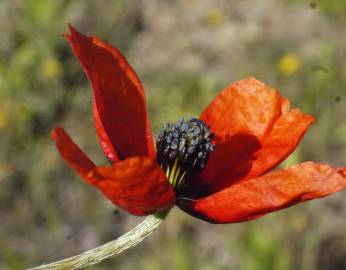 Fotografia da espécie Papaver argemone