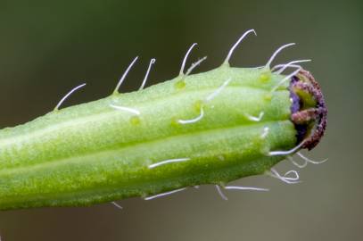 Fotografia da espécie Papaver argemone