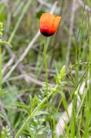 Fotografia da espécie Papaver argemone