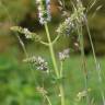 Fotografia 11 da espécie Mentha suaveolens do Jardim Botânico UTAD