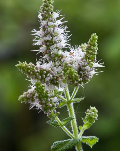 Fotografia de capa Mentha suaveolens - do Jardim Botânico