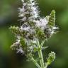 Fotografia 1 da espécie Mentha suaveolens do Jardim Botânico UTAD