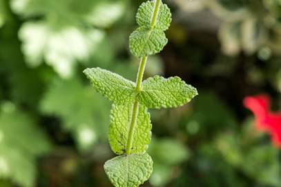 Fotografia da espécie Mentha suaveolens