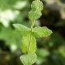 Fotografia 12 da espécie Mentha suaveolens do Jardim Botânico UTAD