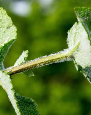 Fotografia 14 da espécie Mentha suaveolens no Jardim Botânico UTAD