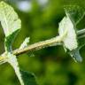 Fotografia 14 da espécie Mentha suaveolens do Jardim Botânico UTAD