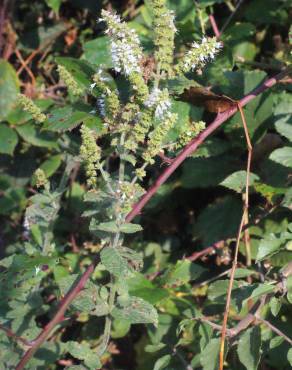 Fotografia 15 da espécie Mentha suaveolens no Jardim Botânico UTAD