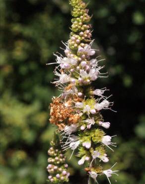 Fotografia 16 da espécie Mentha suaveolens no Jardim Botânico UTAD