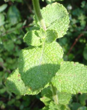 Fotografia 17 da espécie Mentha suaveolens no Jardim Botânico UTAD