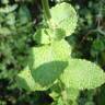 Fotografia 17 da espécie Mentha suaveolens do Jardim Botânico UTAD