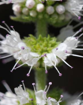 Fotografia 18 da espécie Mentha suaveolens no Jardim Botânico UTAD