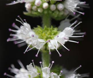 Fotografia da espécie Mentha suaveolens