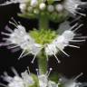 Fotografia 18 da espécie Mentha suaveolens do Jardim Botânico UTAD