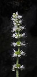 Fotografia da espécie Mentha suaveolens