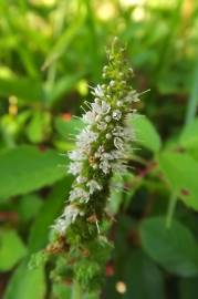 Fotografia da espécie Mentha suaveolens
