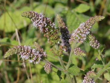 Fotografia da espécie Mentha suaveolens