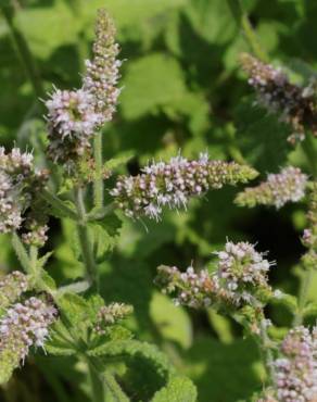 Fotografia 30 da espécie Mentha suaveolens no Jardim Botânico UTAD