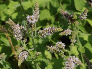 Fotografia da espécie Mentha suaveolens