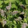 Fotografia 30 da espécie Mentha suaveolens do Jardim Botânico UTAD