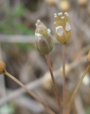 Fotografia 15 da espécie Holosteum umbellatum no Jardim Botânico UTAD