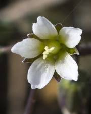 Fotografia da espécie Holosteum umbellatum