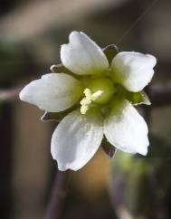 Holosteum umbellatum
