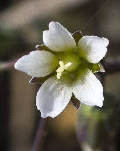 Fotografia de capa Holosteum umbellatum - do Jardim Botânico