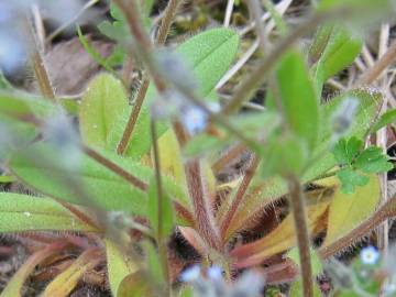 Fotografia da espécie Myosotis stricta