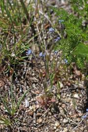 Fotografia da espécie Myosotis stricta