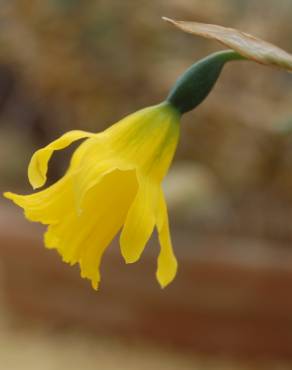 Fotografia 3 da espécie Narcissus asturiensis no Jardim Botânico UTAD