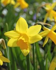 Fotografia da espécie Narcissus asturiensis