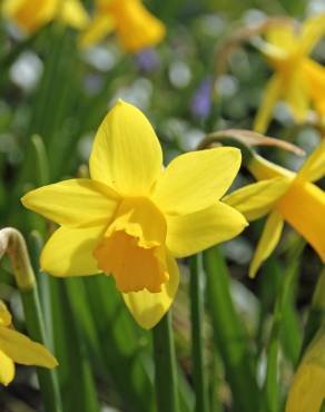 Fotografia 1 da espécie Narcissus asturiensis no Jardim Botânico UTAD