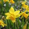 Fotografia 1 da espécie Narcissus asturiensis do Jardim Botânico UTAD