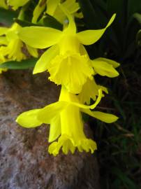 Fotografia da espécie Narcissus asturiensis