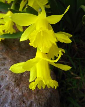 Fotografia 5 da espécie Narcissus asturiensis no Jardim Botânico UTAD