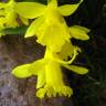 Fotografia 5 da espécie Narcissus asturiensis do Jardim Botânico UTAD
