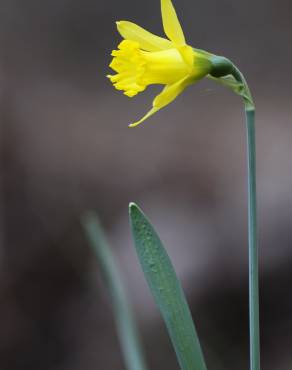 Fotografia 6 da espécie Narcissus asturiensis no Jardim Botânico UTAD