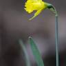 Fotografia 6 da espécie Narcissus asturiensis do Jardim Botânico UTAD