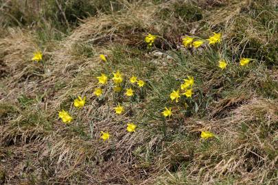 Fotografia da espécie Narcissus asturiensis