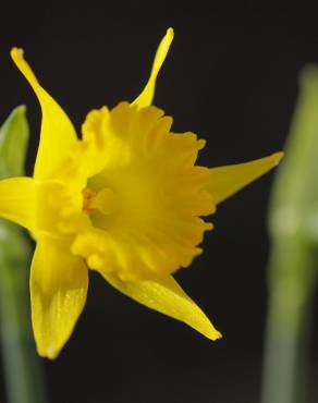 Fotografia 8 da espécie Narcissus asturiensis no Jardim Botânico UTAD