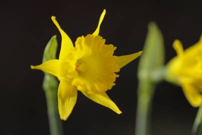 Fotografia da espécie Narcissus asturiensis