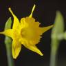 Fotografia 8 da espécie Narcissus asturiensis do Jardim Botânico UTAD