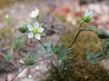 Fotografia da espécie Spergula morisonii