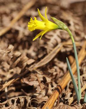 Fotografia 9 da espécie Narcissus asturiensis no Jardim Botânico UTAD