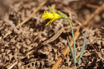 Fotografia da espécie Narcissus asturiensis