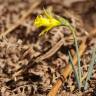 Fotografia 9 da espécie Narcissus asturiensis do Jardim Botânico UTAD