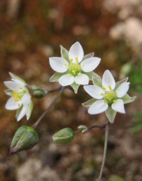 Fotografia 6 da espécie Spergula morisonii no Jardim Botânico UTAD