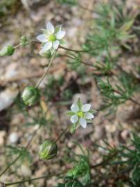 Fotografia da espécie Spergula morisonii