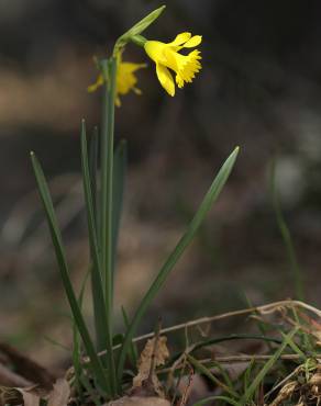 Fotografia 11 da espécie Narcissus asturiensis no Jardim Botânico UTAD
